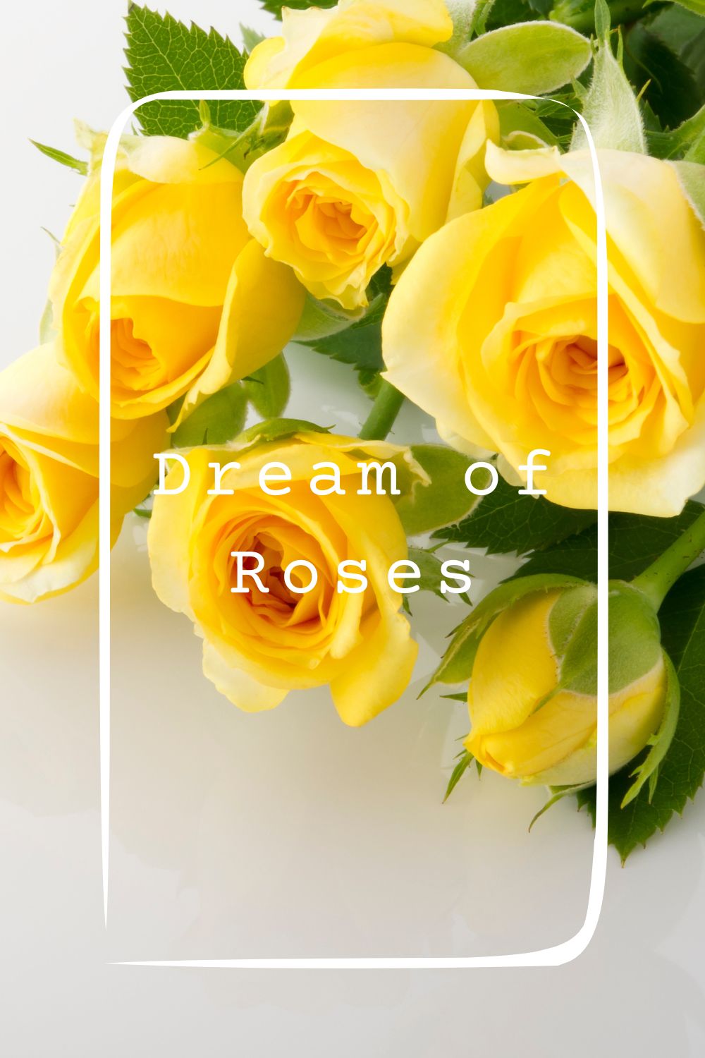Dream of Roses4