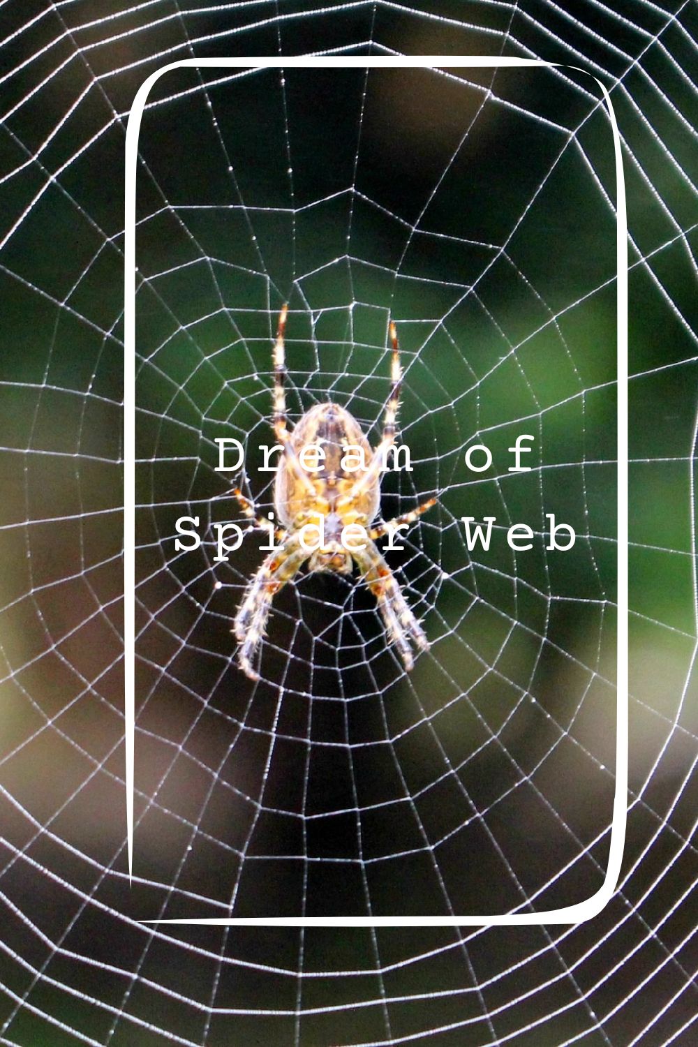 Dream of Spider Web pin 1
