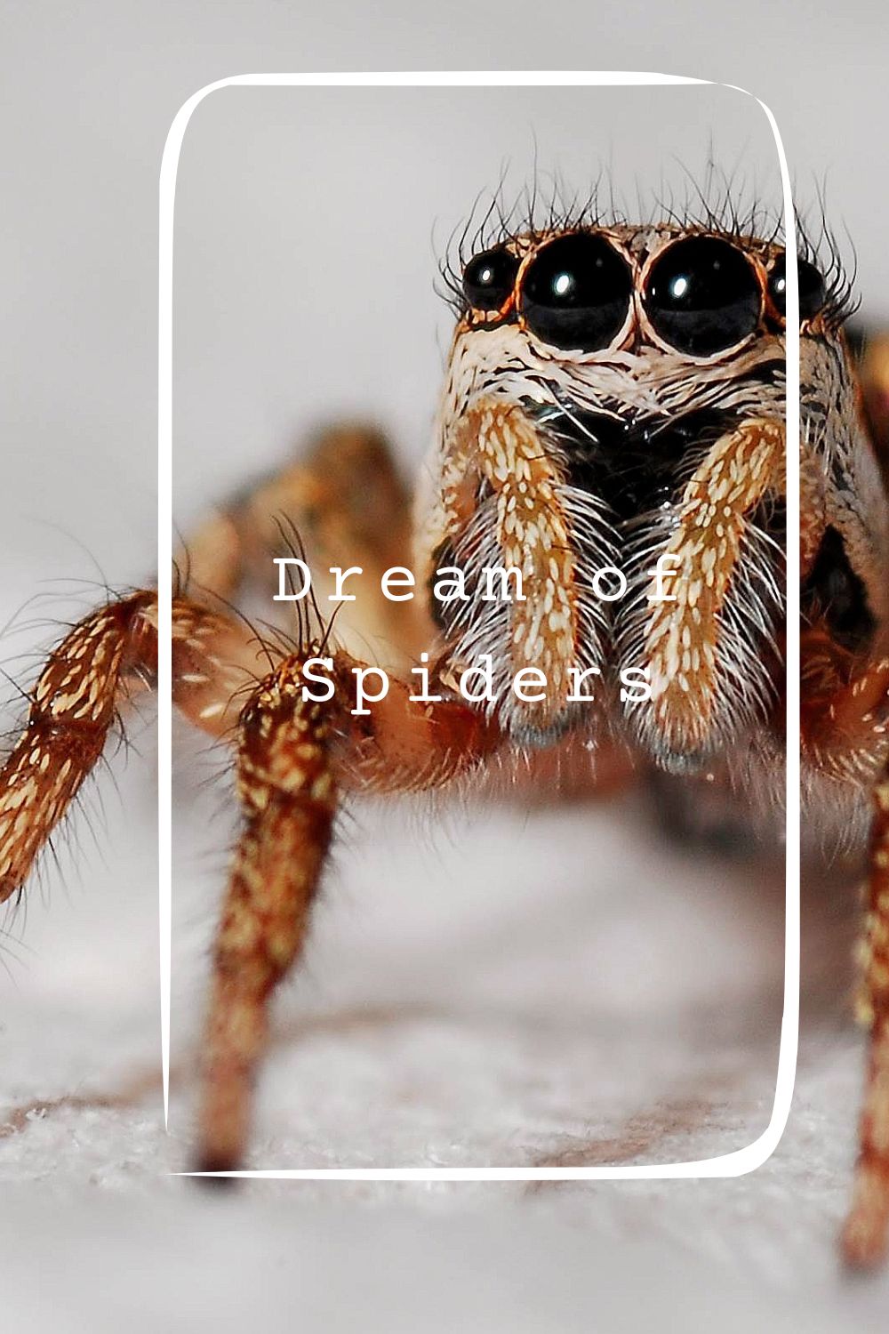 Dream of Spiders pin1