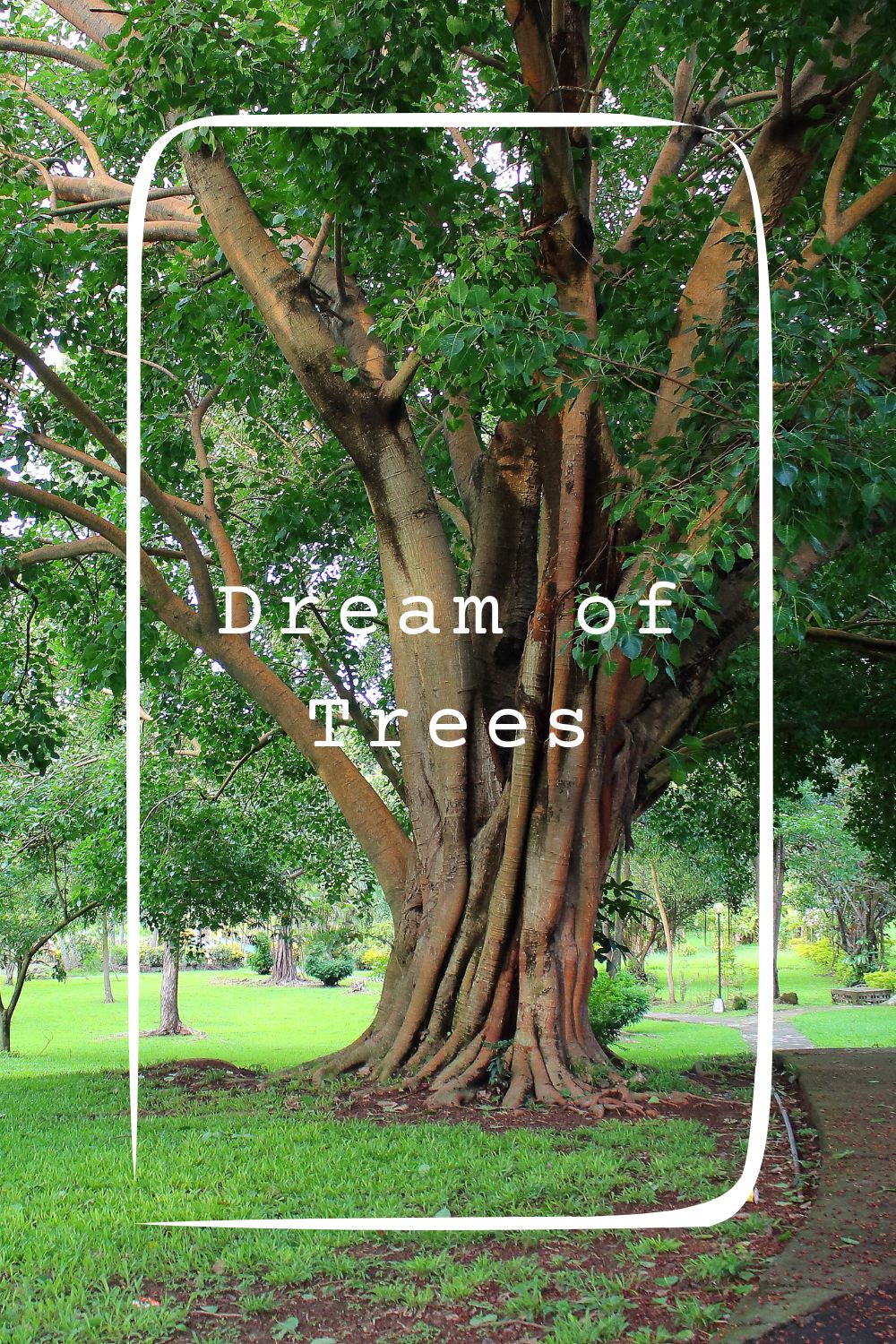 Dream of Trees4