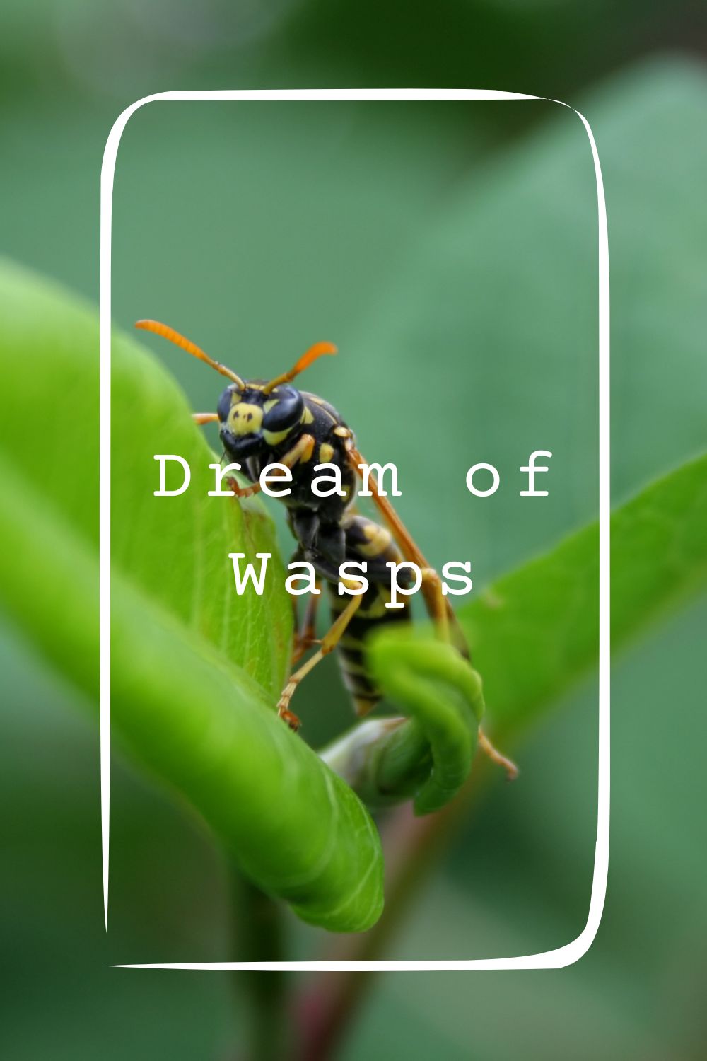Dream of Wasps1