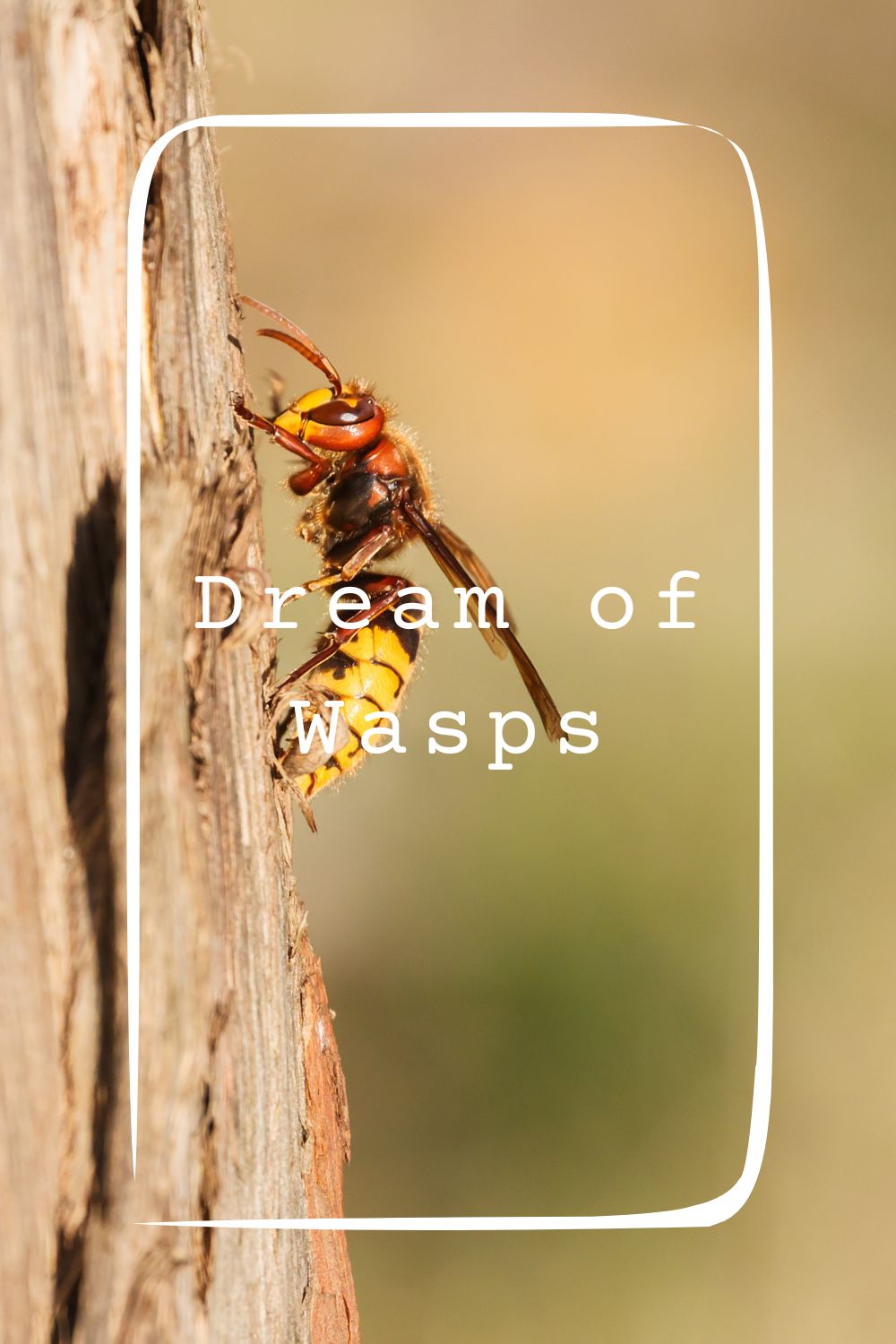 Dream of Wasps4