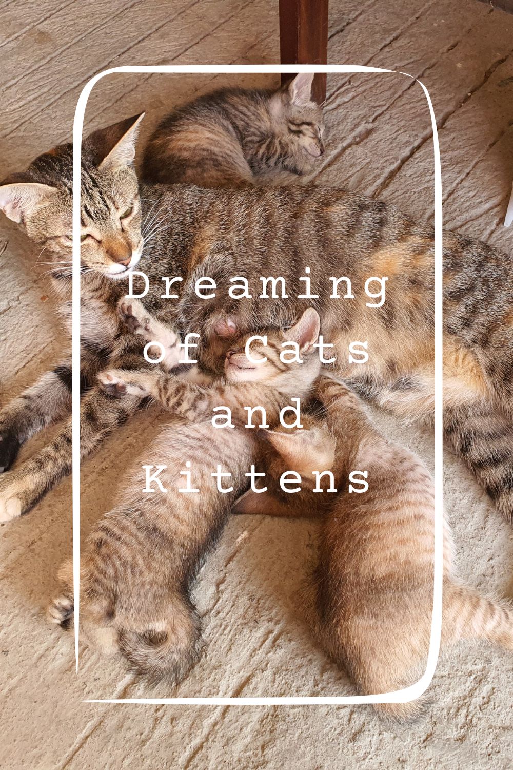 Dreaming of Cats and Kittens1
