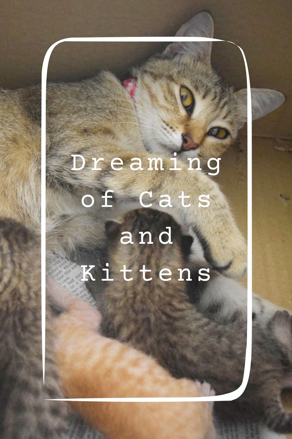 Dreaming of Cats and Kittens4