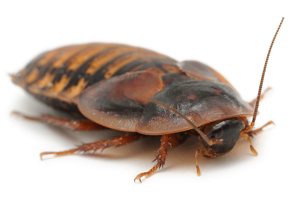 Giant cockroaches attacking you