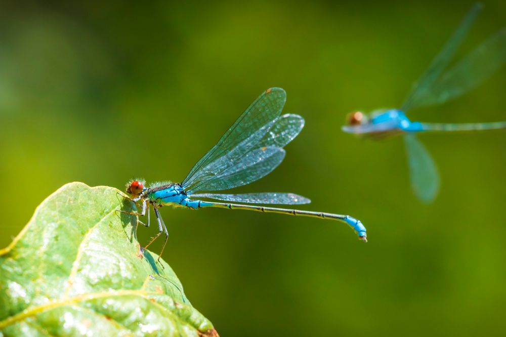 Other spiritual meanings when you dream of dragonfly