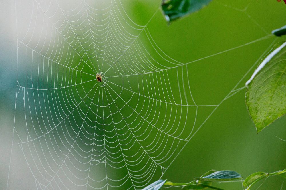 What does a dream about a spider web mean