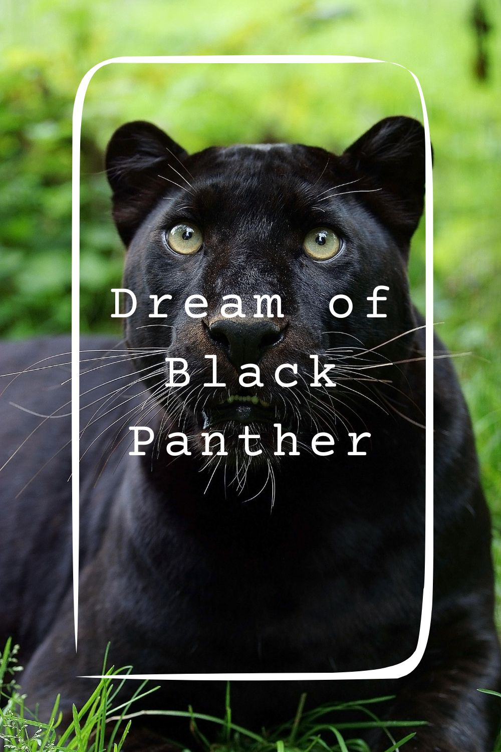 19 Dream of Black Panther Meanings1