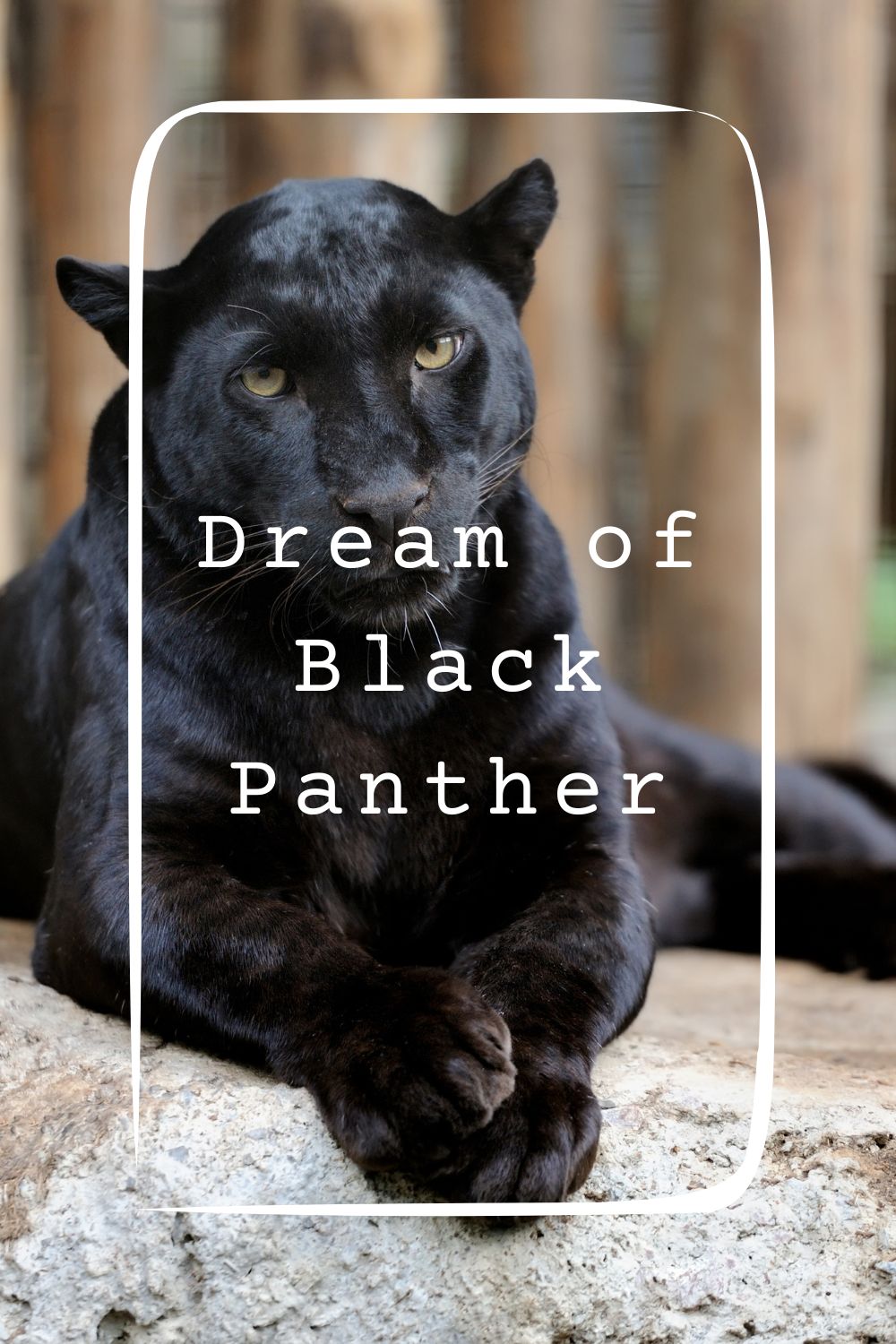 19 Dream of Black Panther Meanings4