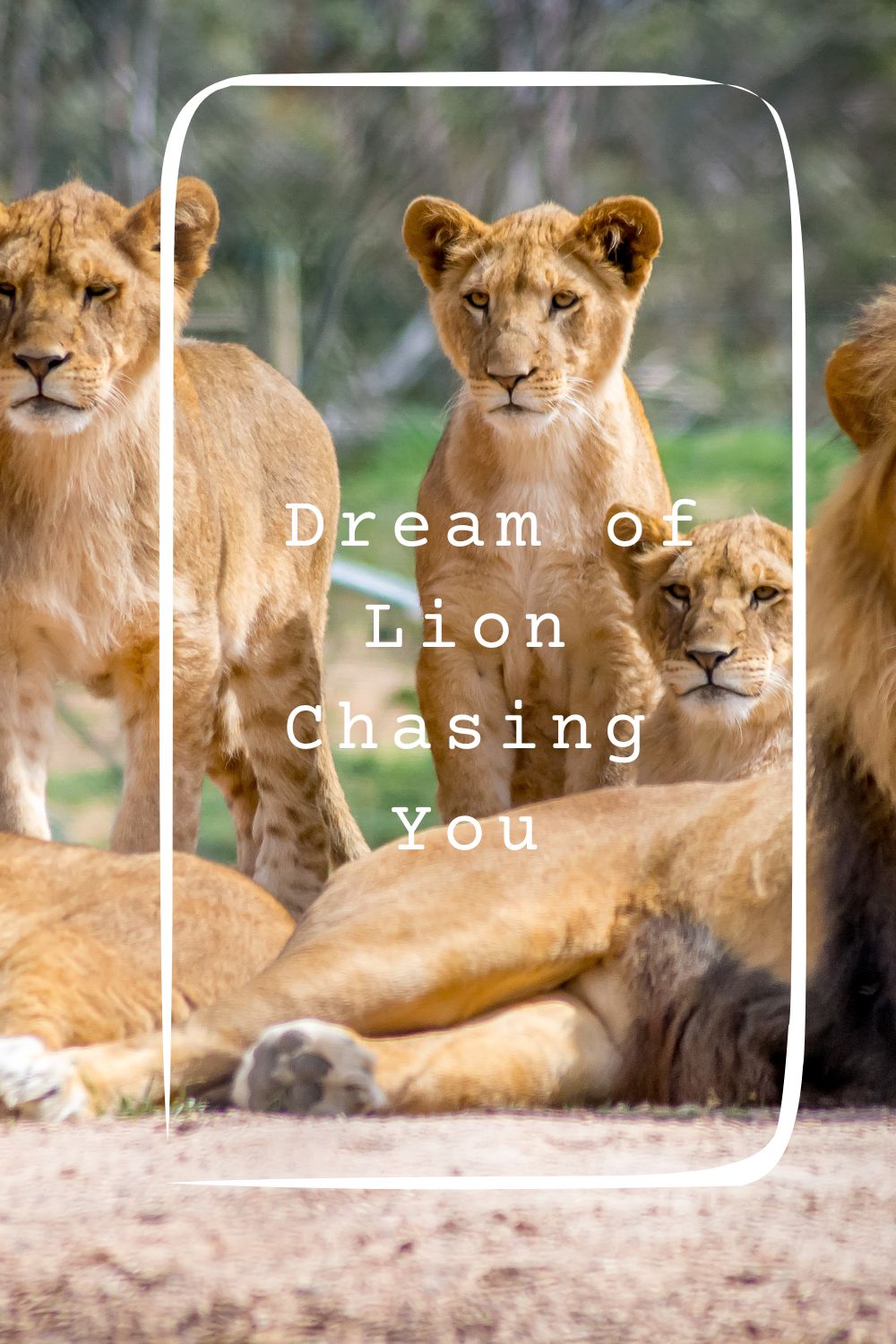 _Dream of Lion Chasing You pin1