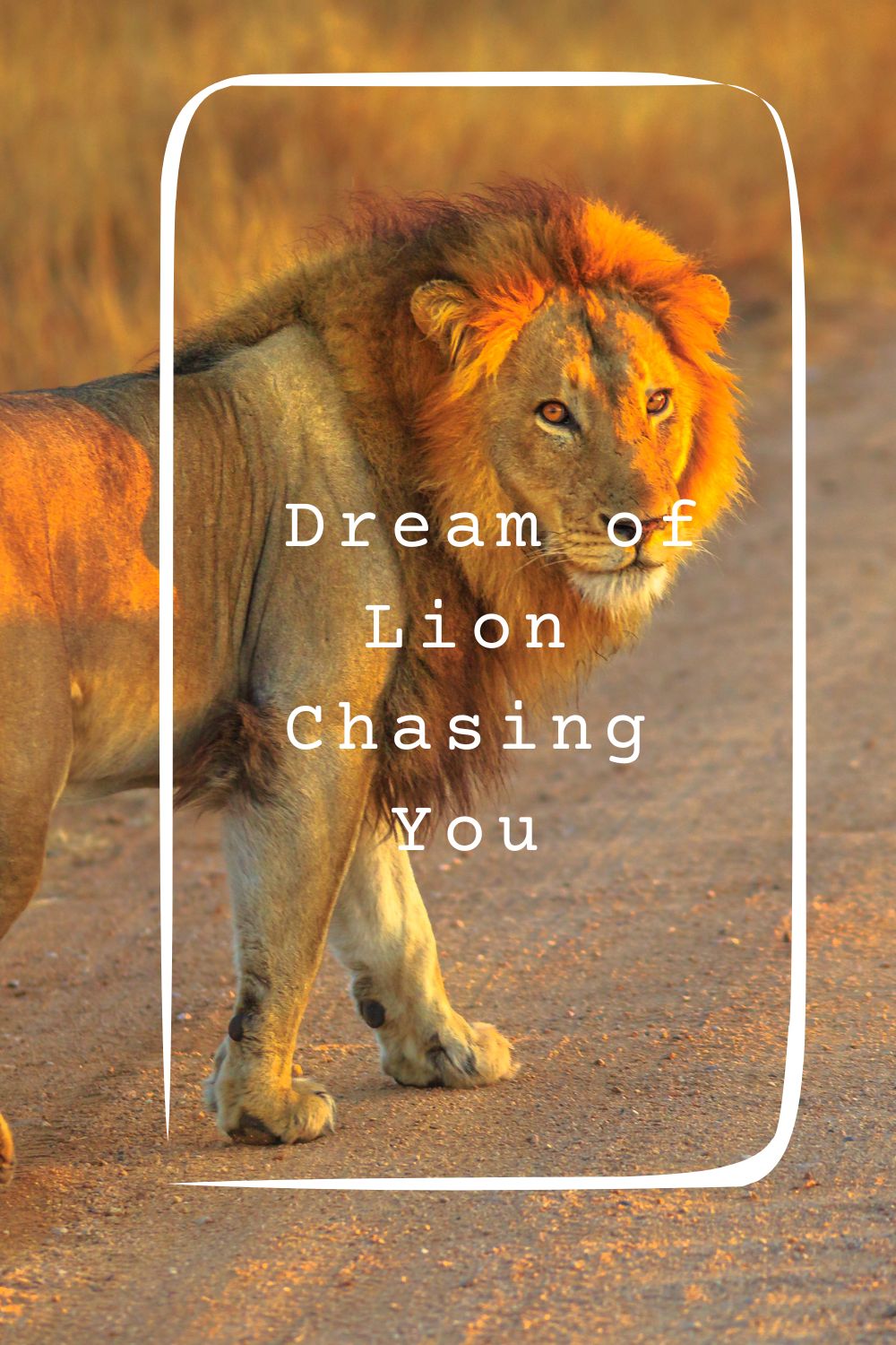 _Dream of Lion Chasing You pin2