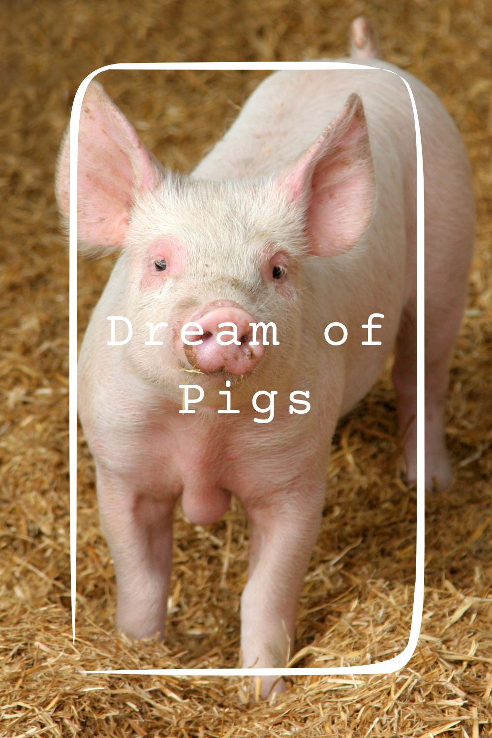 Dream of Pigs1