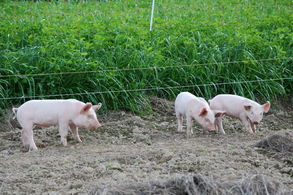 Dream of Pigs2