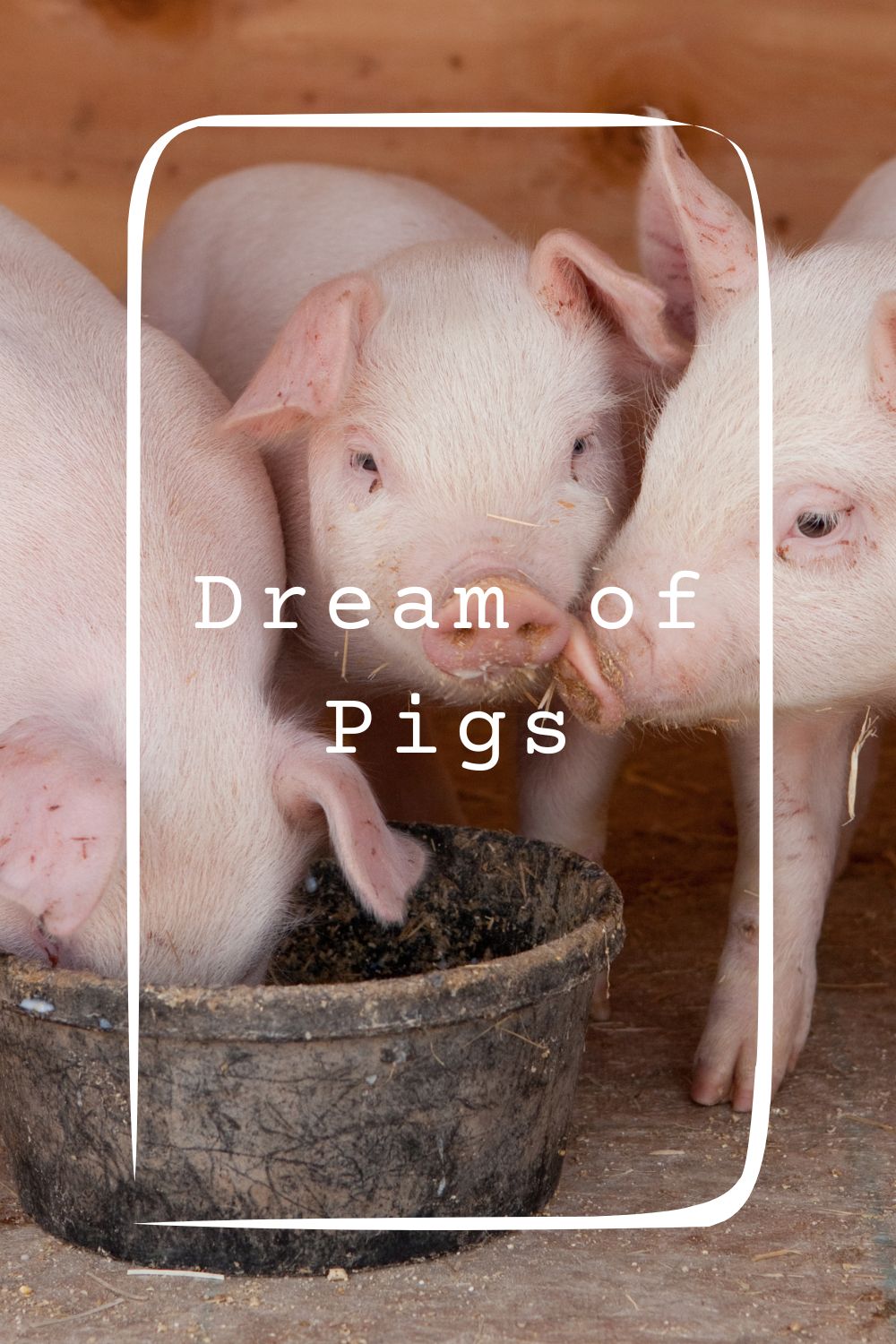 Dream of Pigs4