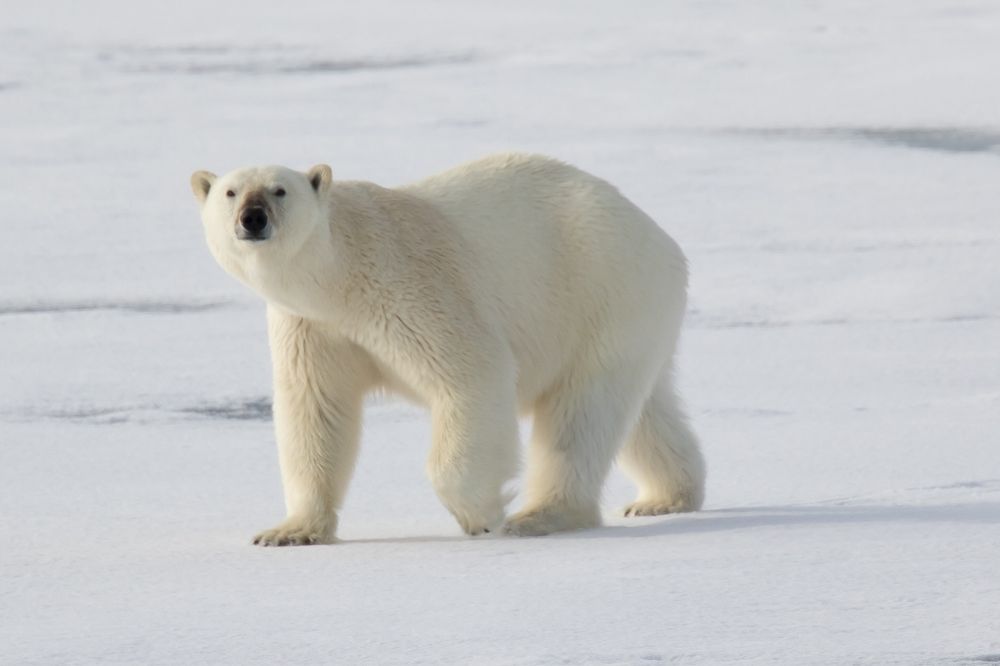 8 Dream of Polar Bear Meanings