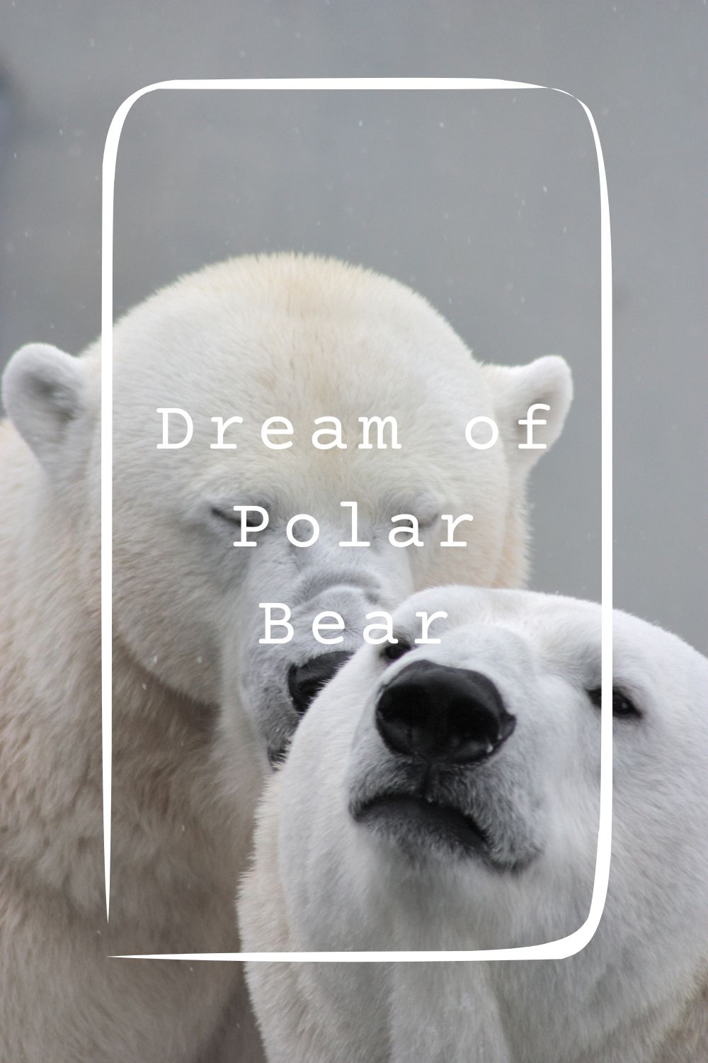8 Dream of Polar Bear Meanings1