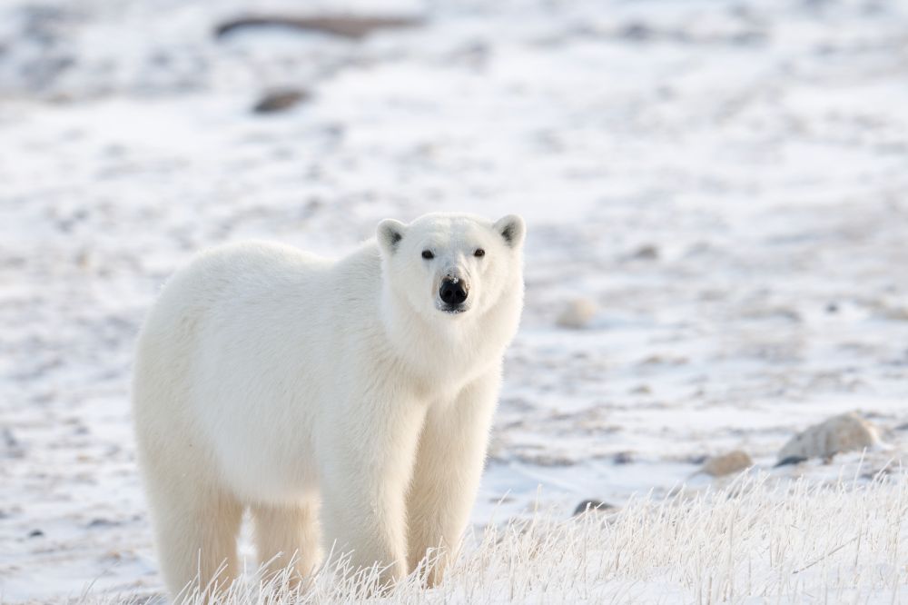 8 Dream of Polar Bear Meanings3