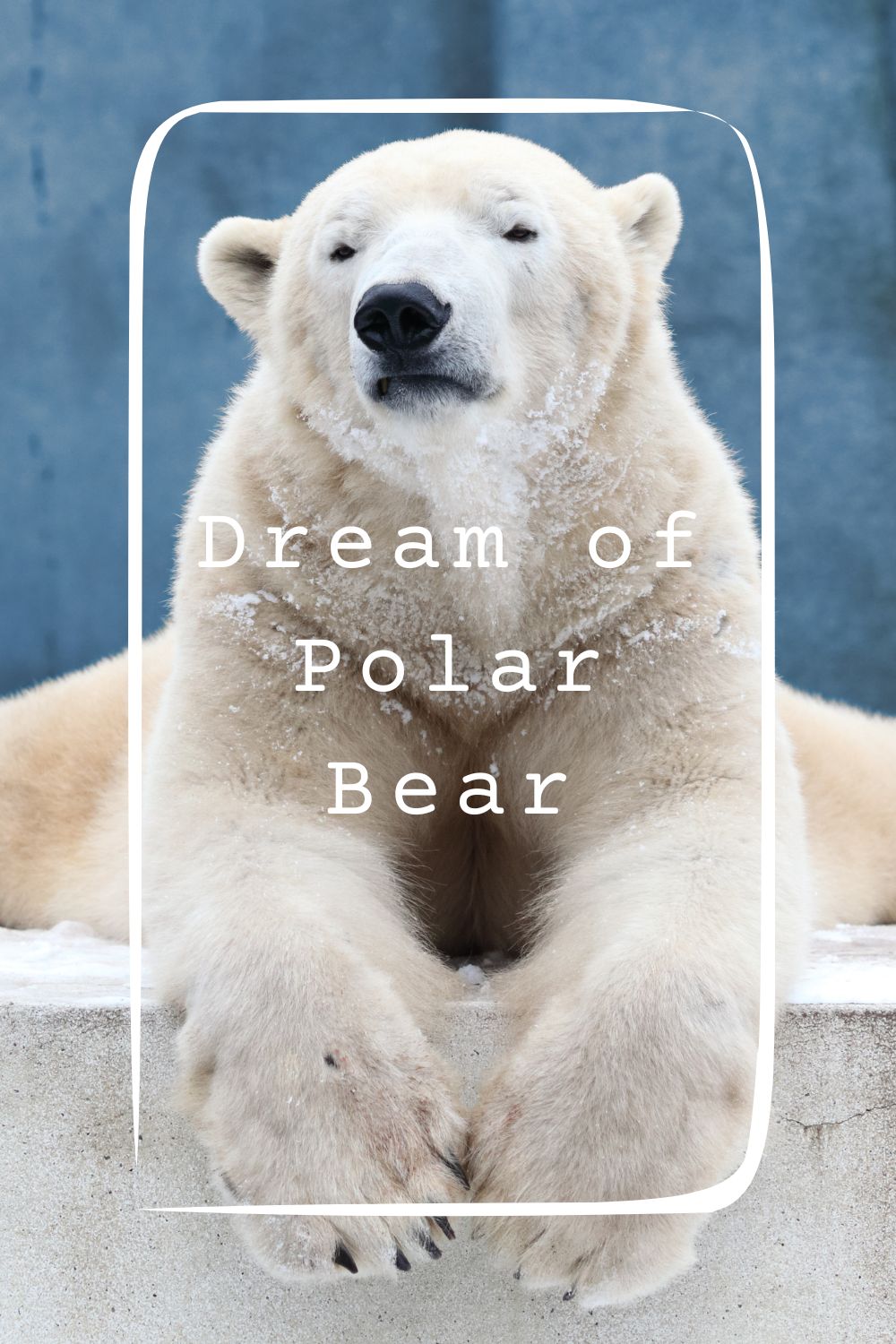 8 Dream of Polar Bear Meanings4
