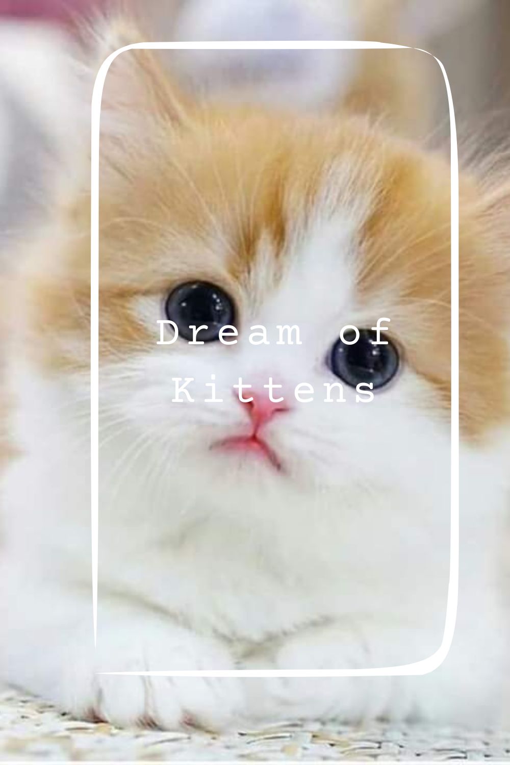 Dream of Kittens pin1