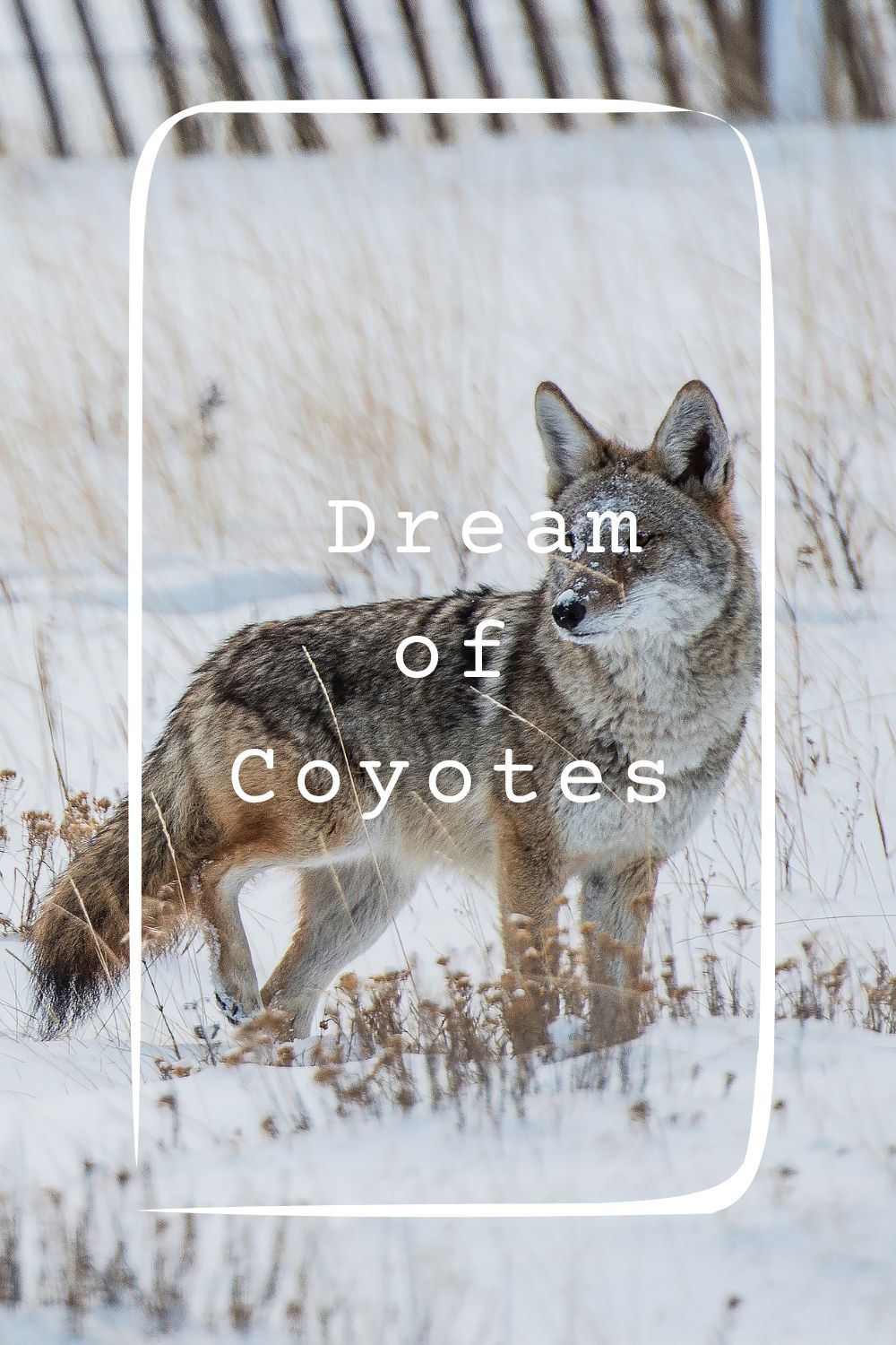 Dream of Coyotes1