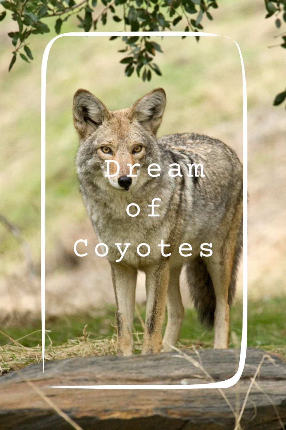Dream of Coyotes4