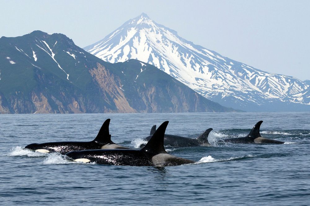 13 Dream of A Killer Whale Meanings