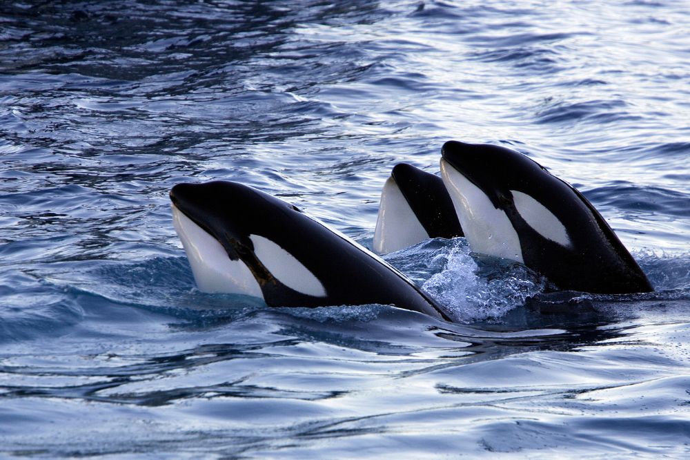Dream About a Stranded Killer Whale