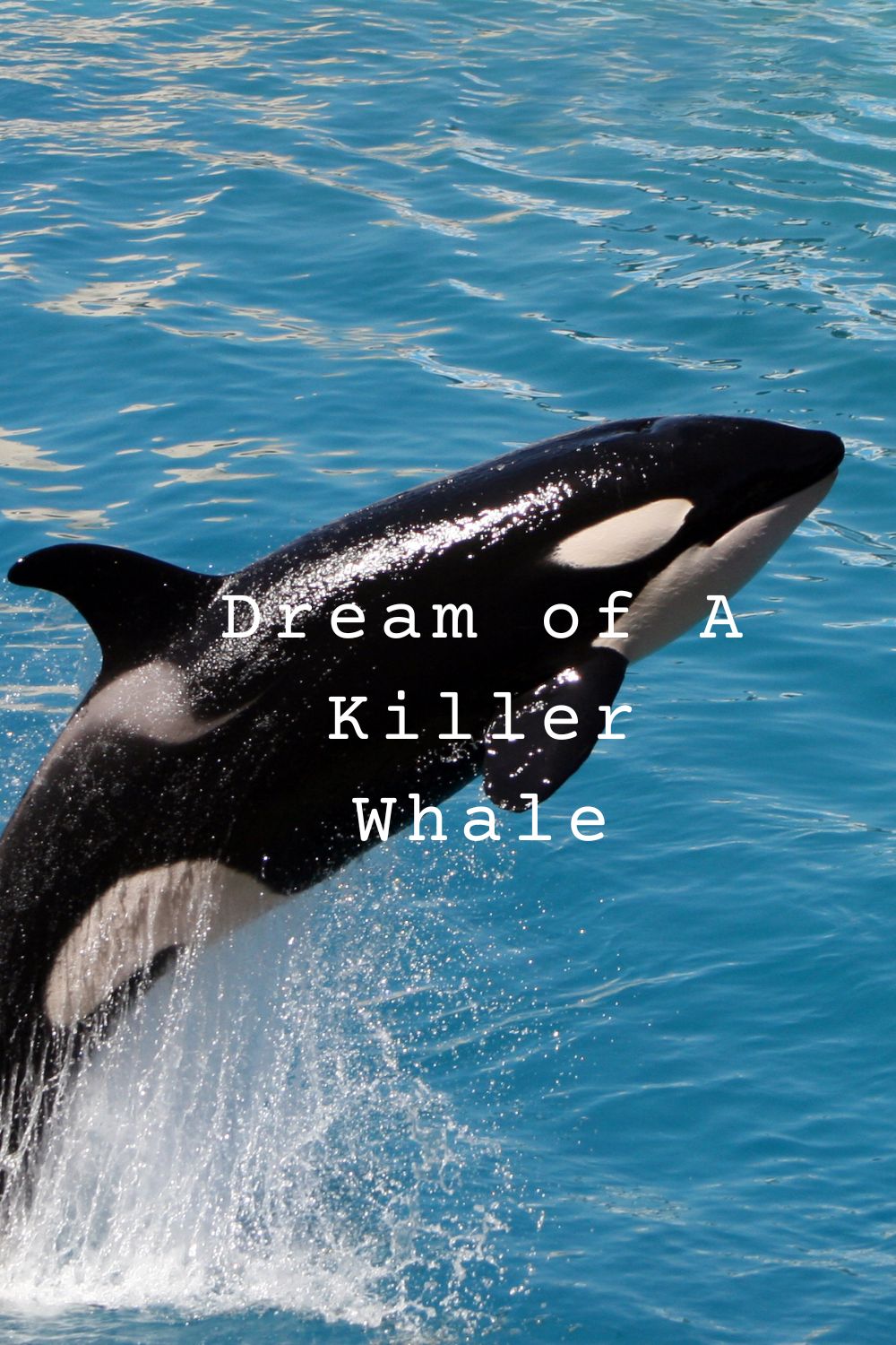 Dream of A Killer Whale pin1