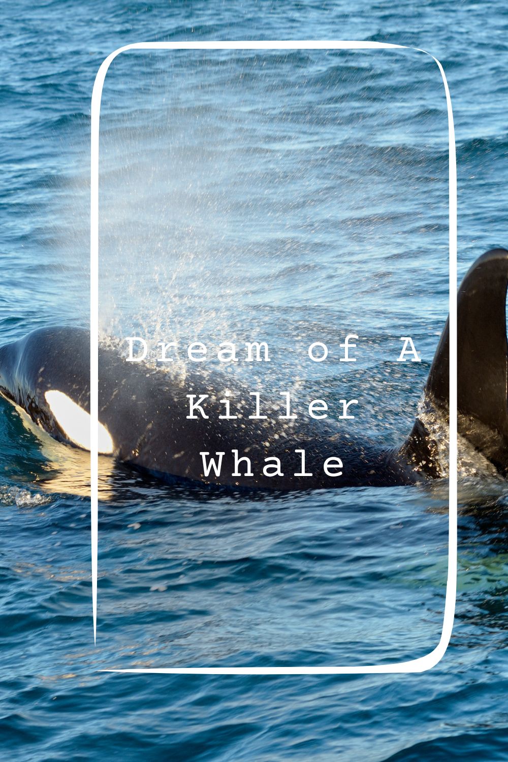 Dream of A Killer Whale pin2
