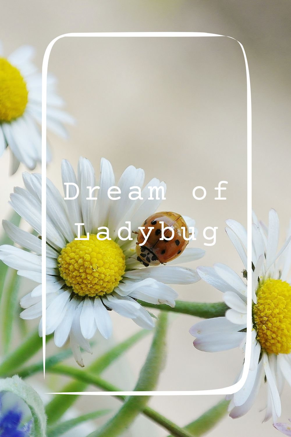 Dream of Ladybug1