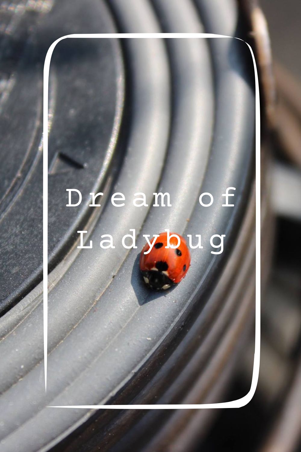 Dream of Ladybug4
