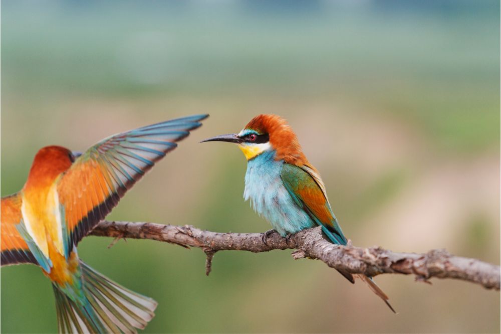 Dream of Colorful Birds