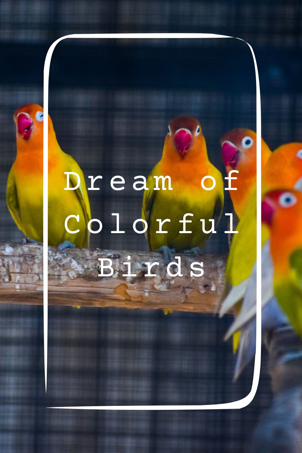 Dream of Colorful Birds1