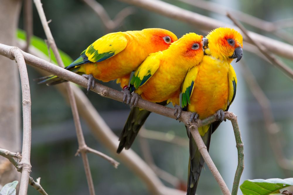 Dream of Colorful Birds3
