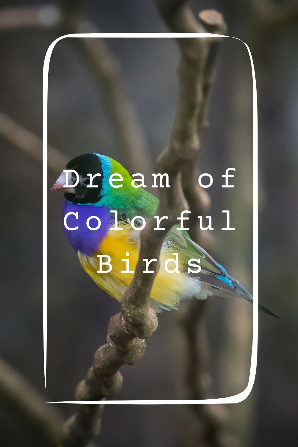 Dream of Colorful Birds4