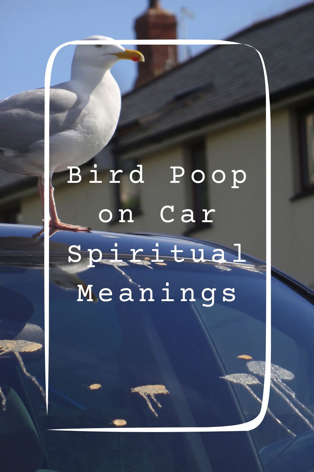 Bird Poop on Car Spiritual Meanings 1